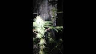 Week 4 sour apple kush (bagseed) and blue Cookie monster