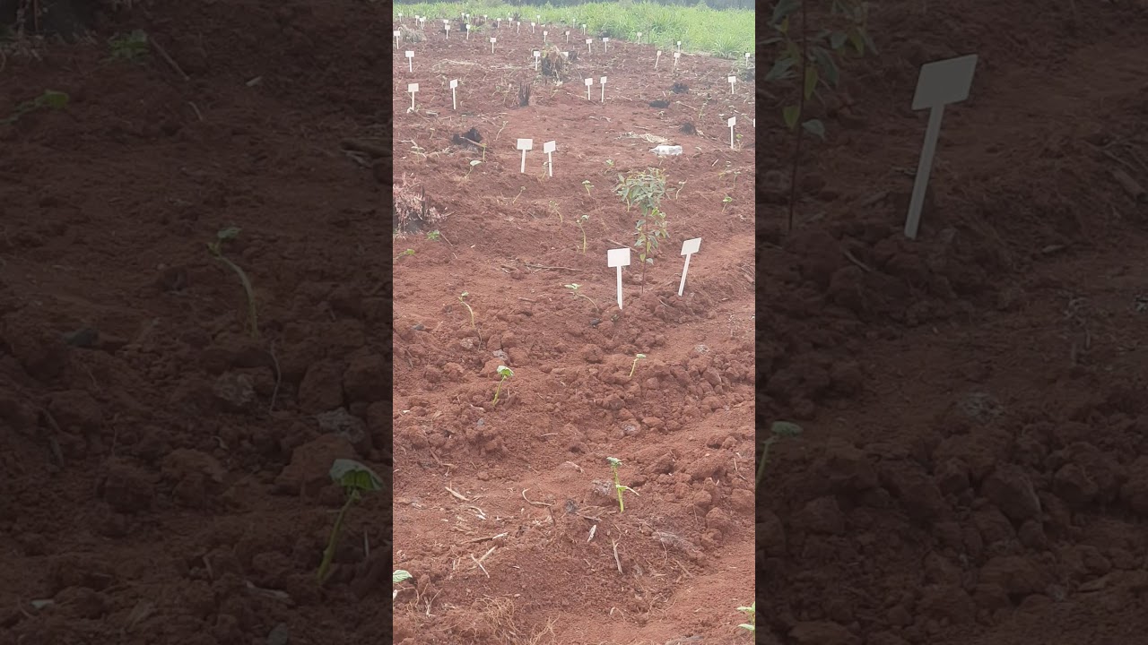 Agrosilviculture System in South Africa Part 1 - Sweet Potatoes and