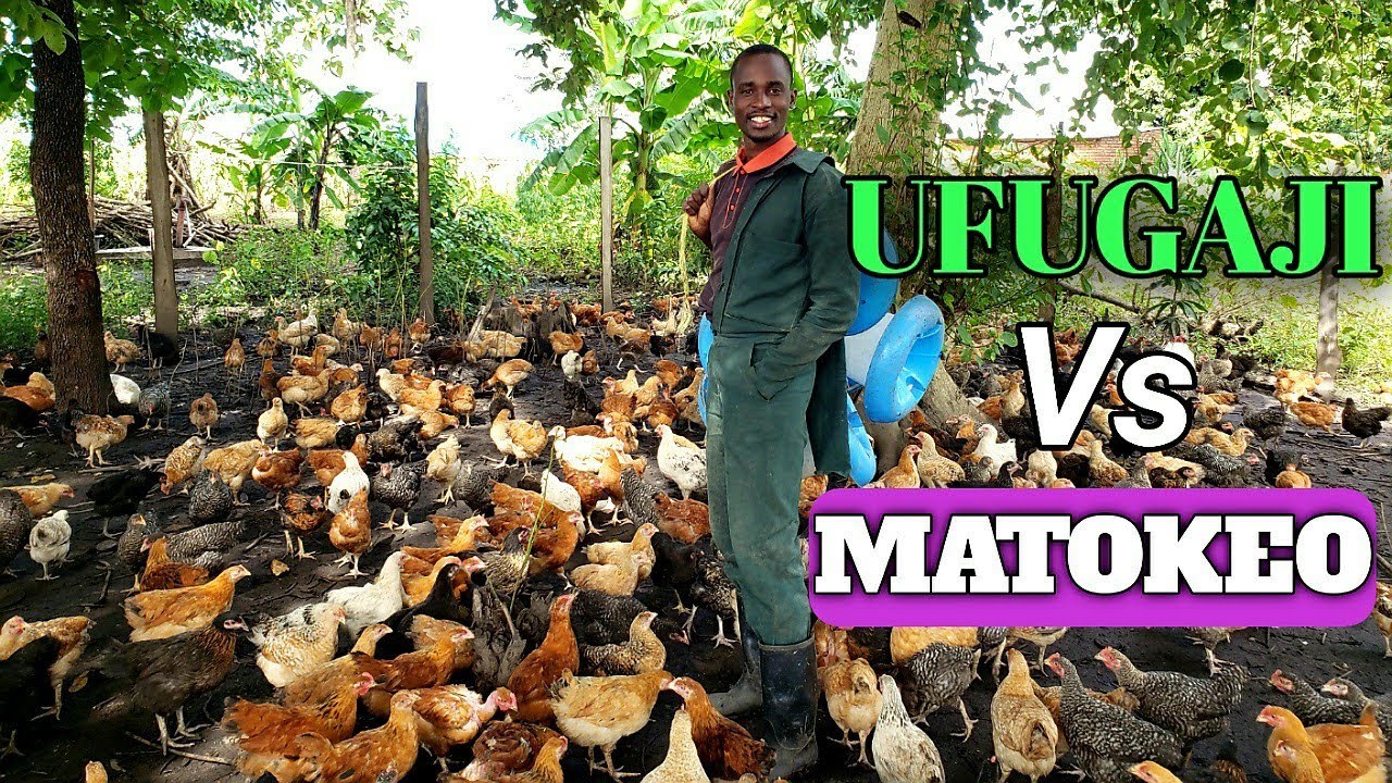 A FARM. MATOKEO YA UFUGAJI NI HAYA(KUKU)