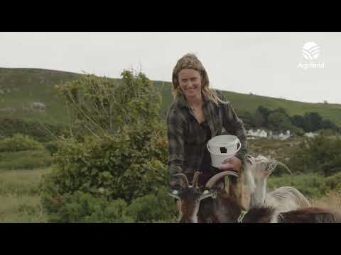What it takes to be a goat herder on Howth Head