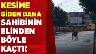 Silivride Sahibinin Elinden Kaçan Kurbanlık Zor Anlar Yaşattı A Haber