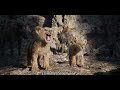 Son cub saved by Father lion in The Lion King