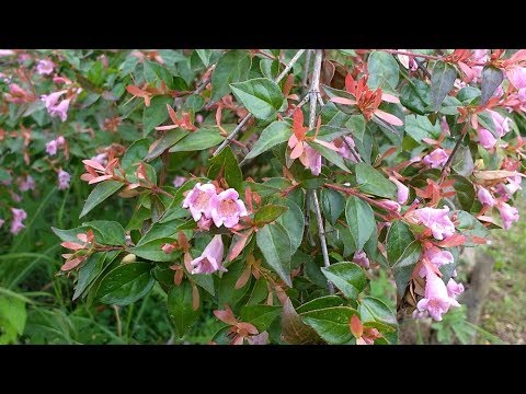 Video: Abelia ‘Miss Lemon’ – Pflege einer Miss Lemon Abelia Hybride