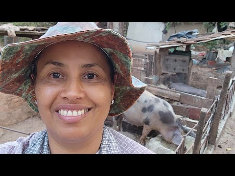 ROÇA #SUÍNOS, COLOCANDO AS MATRIZES NAS BAIAS MATERNIDADE E VENDEMOS 22 LEITAOZINHOS.🙌