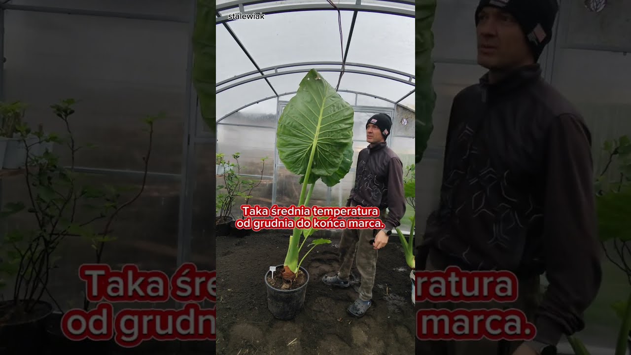Alokazja olbrzymia po zimie. Bardzo łatwa uprawa i zimowanie. Alocasia macrorrhiza
