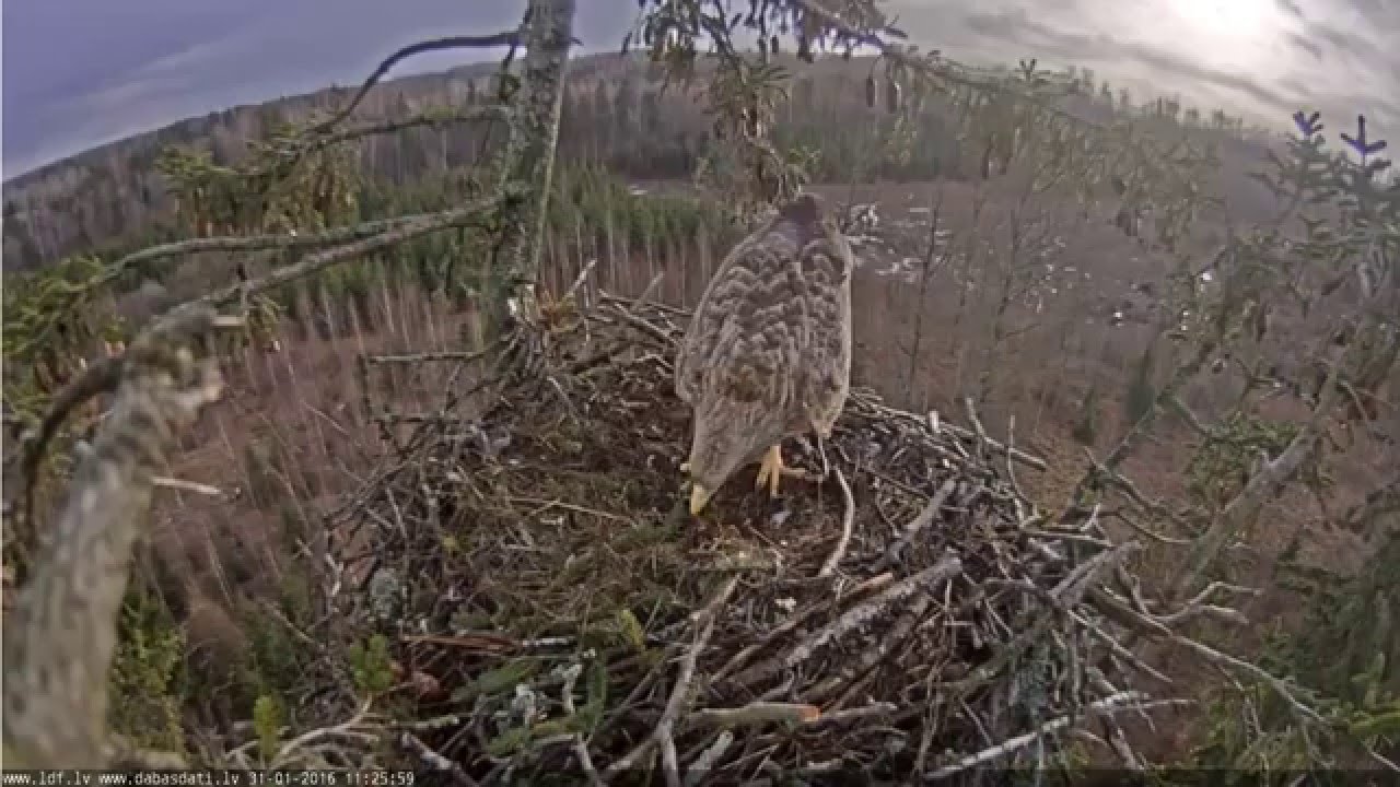 J E16 01 31 11 25eagleatnest Youtube J E16 01 31 11 25eagleatnest Youtube