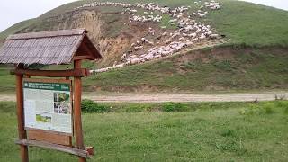 Sheeps on Titelski Breg or Titel Hill in Serbia