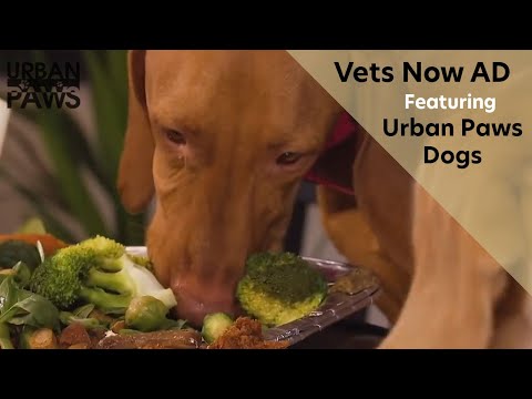 Vets Now advert featuring Urban Paws Dogs