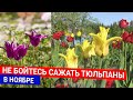 Не бойтесь сажать тюльпаны в ноябре