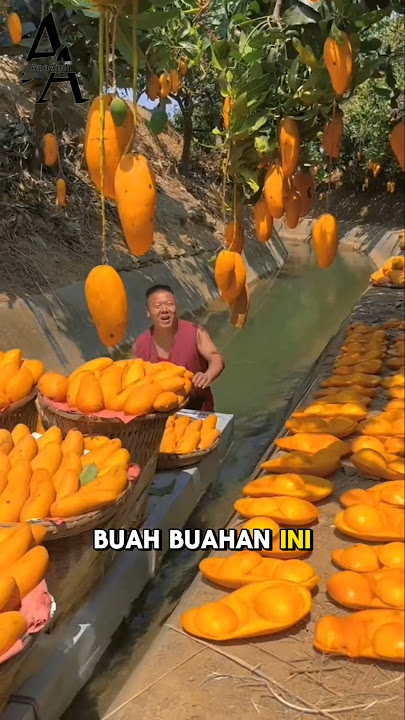 Inilah Alasan Kenapa China Dijuluki Penghasil Buah Terbaik di Dunia #buah #china #faktaunik