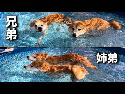 泳ぐ柴犬が一気に増えてプールが渋滞しています♪