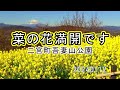 菜の花満開です(二宮町吾妻山・20240112)