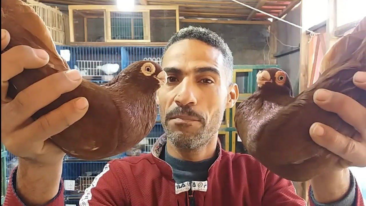 الاحمر غزار باب والمرقع باب تانى والهبد فى السلاكات#التربوووابوحازم