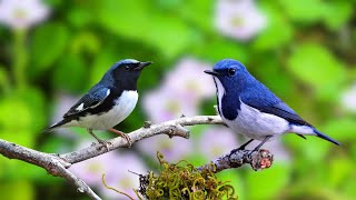 4K Birdsong Video - Bird sounds with beautiful nature - Relaxing sounds Reduce stress