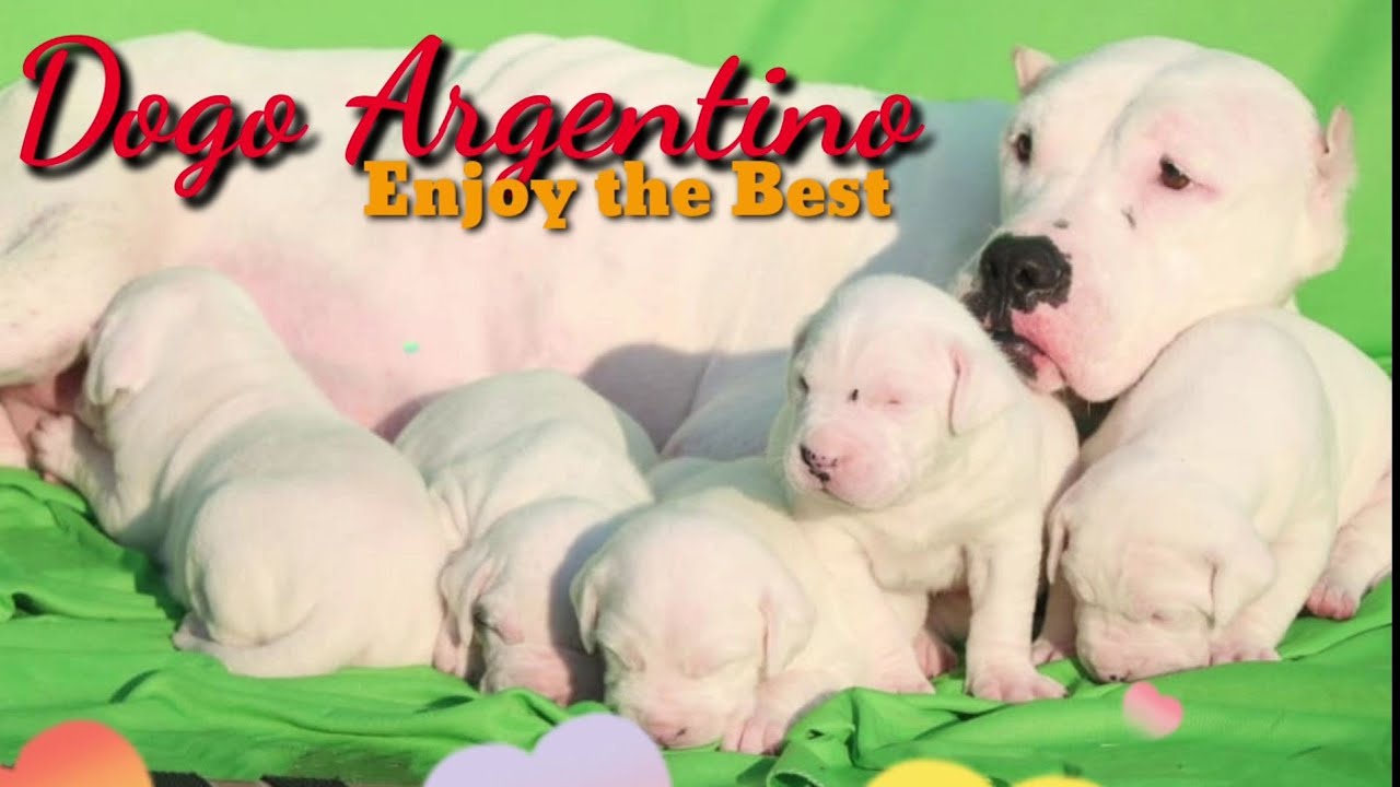 Dogo Argentino Show Quality Puppies Healthy Beautiful Top Quality Dogo Argentino Puppies Youtube Dogo Argentino Puppies Dog Exercise