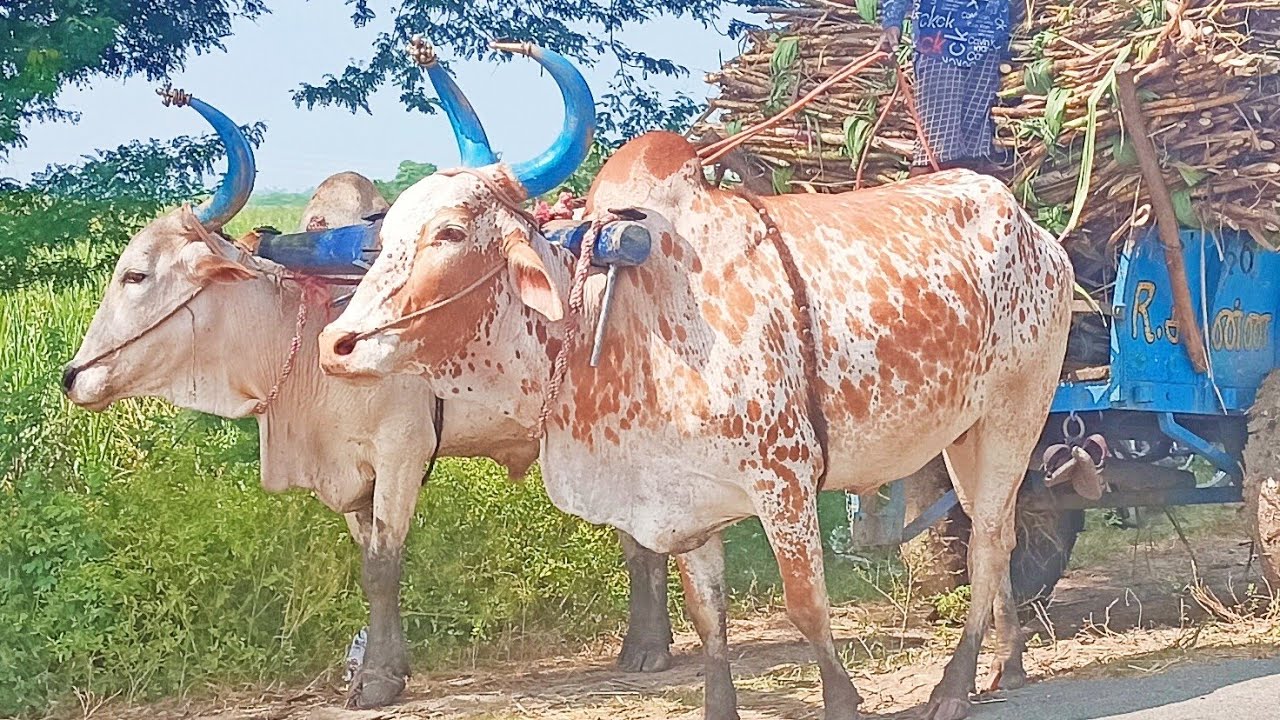 Sugarcane loading in bullock cart  race in agriculture land