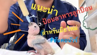 มือใหม่หัดเลี้ยงนก | แนะนำป้อนอาหารลูกป้อนสำหรับมือใหม่ -นกแก้วซันคอนัวร์ ด้วยสายฟรีด