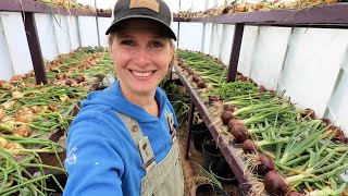 BIGGEST Harvest of the Year! | A Year's Worth of Onions, Best I've Ever Grown