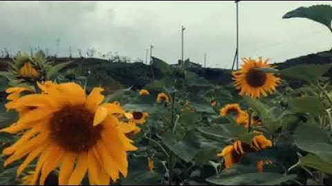 Cánh đồng hoa hướng dương Sapa- Viet-fly.com