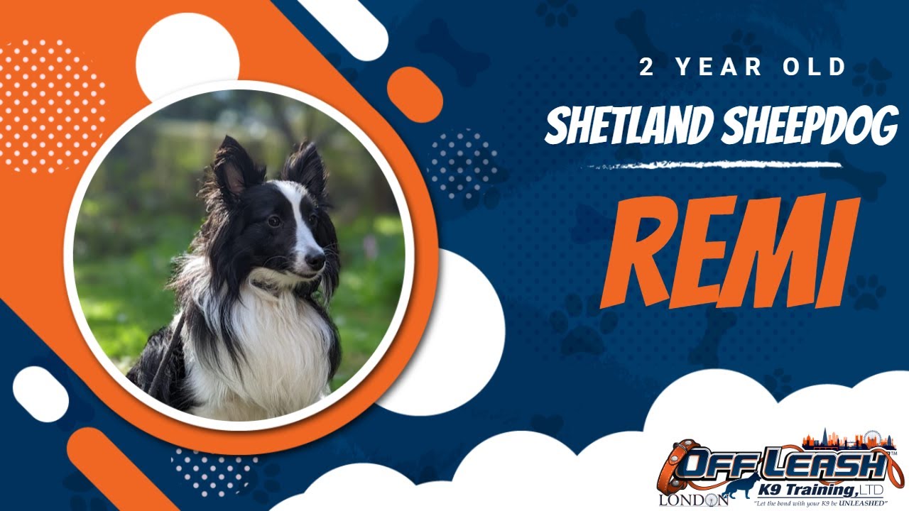 Best Shetland Sheepdog Dog Training | Remi | Dog Training in London