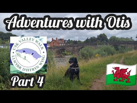 Usk Valley Walk with Otis : Part 4 : Caerleon Bridge to Usk Town Bridge