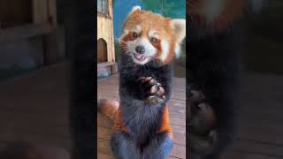 Red Panda Eating Apple Slices