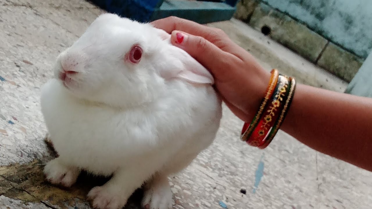 Juli Rabbit juli or jaiki pokkon khate time #shorts video #so cute rabbit🐇🐇🐇🐇 - YouTube
