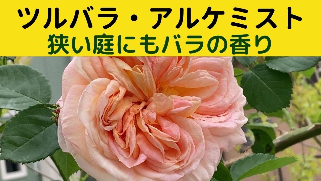 狭い庭にもバラの香り アルケミスト 魅惑の錬金術師 ツルバラ アルケミスト そのほか名前忘れのバラ Youtube