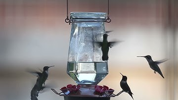 2025 Ruby throated Hummingbird Migration