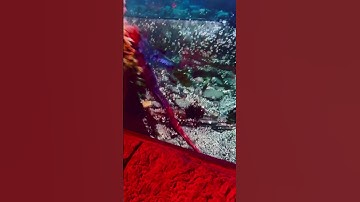 Camo octo #grandson #kidshorts #kidsvideos #octopus #sealife #ocean #predator #camoflage