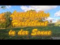 Leuchtendes Herbstbunt in der Sonne