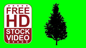Free Stock Videos – animated scotch pine tree silhouette on green screen with random wind