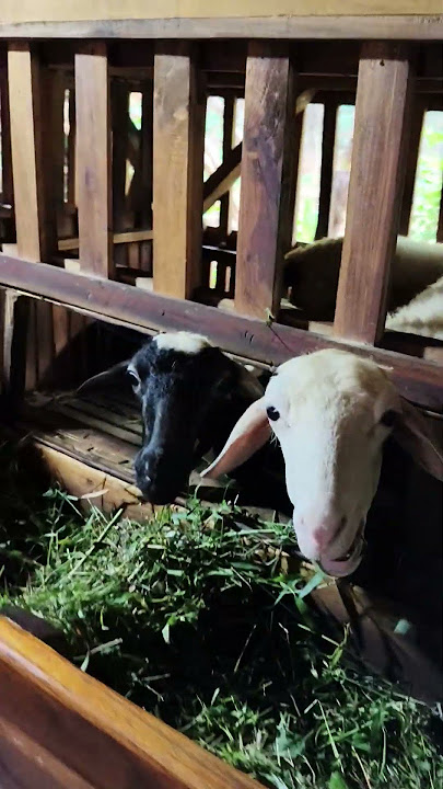 Domba domba kuring 😄🎶☕#dealofarm#funfarm#ternakdomba#dombakuring#perdombaan