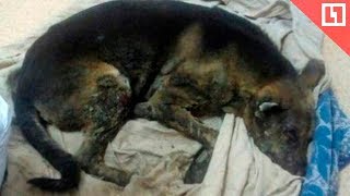 Хозяин поджёг пса для веселья Видео 18+ Хозяин поджёг пса для веселья Видео 18+