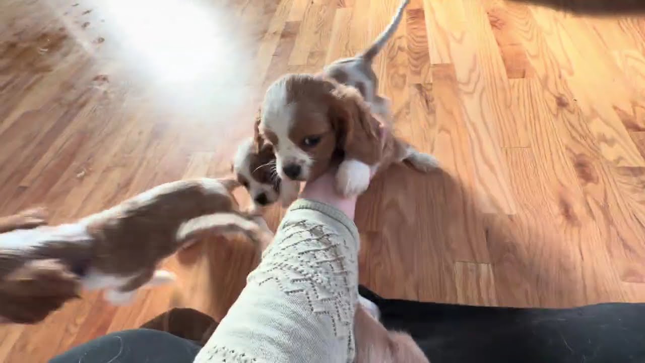 8 Week old Cavalier King Charles Spaniels
