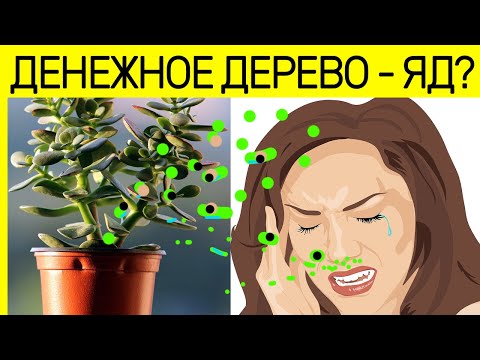 ДЕНЕЖНОЕ ДЕРЕВО чем ОПАСНО! и как влияет на человеческий организм!