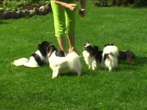 Video: Papillon Hunderace Hypoallergen, Sundhed Og Levetid