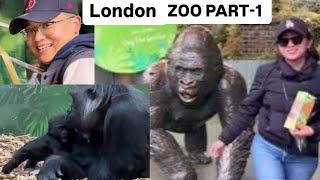 GORILLA IN NOTE an lo nei London ZOO (Sahuan) an fang Patt- -1 atangin patt 4 thleng i lo en rawh le