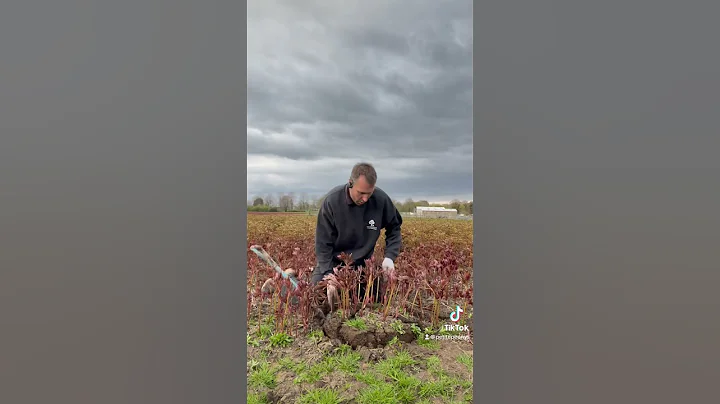 Can you grow Peonies in pots? - DayDayNews