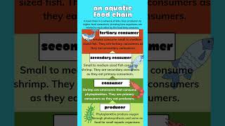 An aquatic food chain|Food chain| shorts foodchain aquaticfoodchain foodweb class10biology