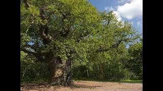 Play video: How much time for Sherwood's Major Oak?