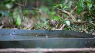 Eye-browed Thrush