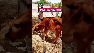 Red Sindhi Calf | Gori Bachri #redcows #cowbreed #bachrafarming #bachrian #viralvideo #shorts