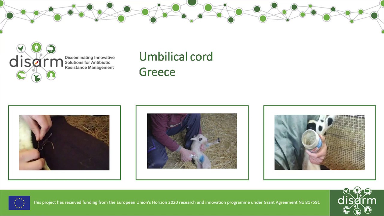 Treatment of the umbilical cord 