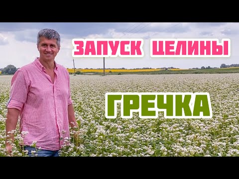 Video: Гречка кайдан келет