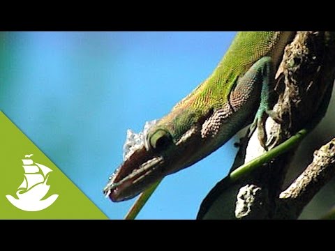 A land dominated by lizards