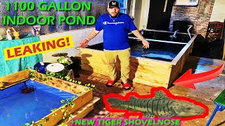 My INDOOR POND IS LEAKING + NEW TIGER SHOVELNOSE CATFISH by HOUSE BILLINGS 2,599 views 3 years ago 10 minutes, 31 seconds