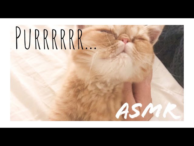 Cat Purring Relaxing ASMR * Patting Biscuit the Kitten * No Talking