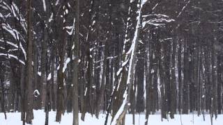 Free Looping Background - Snowy Trees