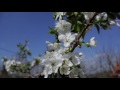 [10 Hours] Spring Flowers #2 - Video & Soundscape [1080HD] SlowTV